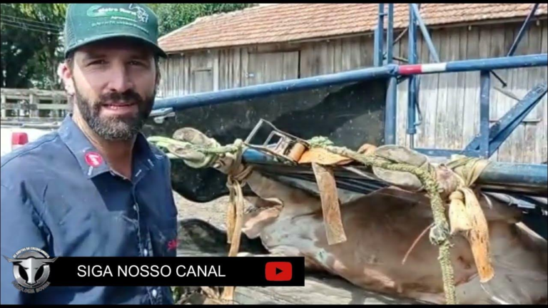 Casqueamento Bovino: Segredos Revelados com especialista Fernando Franco